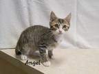 Adopt Angel a Domestic Shorthair / Mixed (short coat) cat in Cedar Rapids