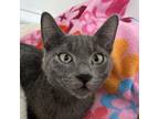 Adopt Ulrich a Gray or Blue Domestic Shorthair / Mixed cat in Kanab