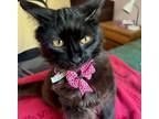 Adopt Abby [CP] a All Black Domestic Longhair / Mixed (long coat) cat in