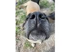 Adopt Bella a Bullmastiff / Mixed dog in Cranbrook, BC (39020496)