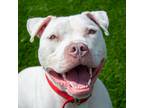 Adopt Zeus a White - with Tan, Yellow or Fawn Pit Bull Terrier / Mixed dog in