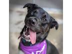 Adopt Loki a Labrador Retriever / Mixed dog in Troutdale, OR (39046203)