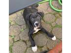 Adopt Yovan a Black Boxer / Labrador Retriever / Mixed dog in Staten Island