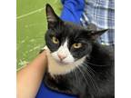 Adopt Domino a All Black Domestic Shorthair / Mixed cat in Greenville