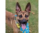 Adopt Brielle a Tan/Yellow/Fawn German Shepherd Dog / Mixed Breed (Medium) /