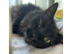 Adopt Gizmo a All Black Domestic Longhair / Mixed cat in Grand Junction