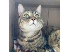 Adopt Layla a Tan or Fawn Domestic Shorthair / Mixed cat in Grand Junction