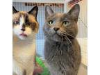 Adopt Mello (Bonded with Dank) a Gray or Blue Domestic Shorthair / Mixed cat in