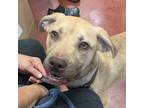 Adopt Draco a Labrador Retriever / Mastiff / Mixed dog in Salisbury