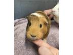 Adopt Agatha a Guinea Pig small animal in Oakland, NJ (39015236)