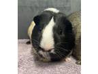 Adopt Dimitri a Guinea Pig small animal in Oakland, NJ (39070600)