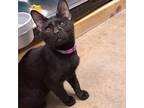 Adopt Silvio a All Black Domestic Shorthair / Mixed cat in Houston