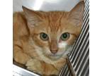 Adopt Nienna a Orange or Red Domestic Shorthair / Domestic Shorthair / Mixed cat