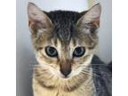 Adopt Adda a Gray or Blue Domestic Shorthair / Domestic Shorthair / Mixed cat in
