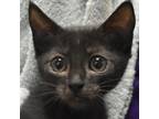 Adopt Tuesday a All Black Domestic Shorthair / Domestic Shorthair / Mixed cat in