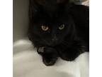Adopt PADME a All Black Domestic Mediumhair / Mixed (medium coat) cat in Diamond