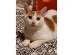 Adopt Tangelo a Orange or Red (Mostly) Domestic Shorthair / Mixed (short coat)