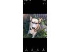 Adopt Nymeria a Tricolor (Tan/Brown & Black & White) Husky dog in Garland