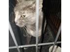 Adopt Callie Gray a Gray or Blue Russian Blue / Mixed (short coat) cat in Mesa