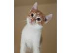 Adopt Bacon a White Domestic Shorthair / Domestic Shorthair / Mixed cat in