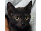 Adopt Dot a All Black Domestic Shorthair / Domestic Shorthair / Mixed cat in