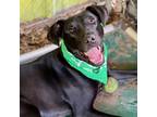 Adopt Kwazulu a Black Labrador Retriever / Mixed dog in Austin, TX (38951035)