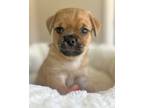 Adopt Doug a Pug, Yorkshire Terrier