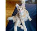 Adopt Kiri a Orange or Red Domestic Longhair / Domestic Shorthair / Mixed cat in