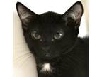 Adopt Alvin a All Black Domestic Shorthair / Domestic Shorthair / Mixed cat in