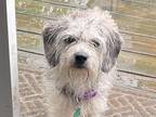 Adopt Brooke a Gray/Blue/Silver/Salt & Pepper Schnoodle / Wirehaired Fox Terrier