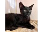 Adopt Bogart a All Black Domestic Shorthair / Mixed cat in Oakland