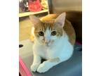 Adopt Swami Apologynote a Orange or Red (Mostly) Domestic Shorthair / Mixed