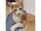 Adopt Dochas Kinsale a Orange or Red (Mostly) Domestic Shorthair / Mixed (short