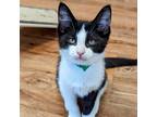 Adopt Grimsby a All Black Domestic Shorthair / Mixed cat in Evanston