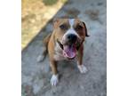 Adopt Ginger a Tan/Yellow/Fawn - with White Pit Bull Terrier dog in Opelousas