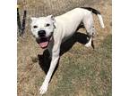 Adopt Bones a White - with Black Boxer / Pit Bull Terrier dog in Opelousas