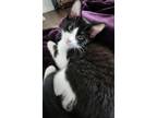 Adopt Madison a All Black Domestic Shorthair / Domestic Shorthair / Mixed cat in