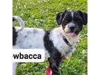 Adopt Chewbacca a Gray/Silver/Salt & Pepper - with Black Mixed Breed (Small) /