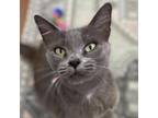Adopt Darling a Gray or Blue Domestic Mediumhair / Mixed cat in Santa Barbara