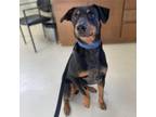 Adopt Dobie a Black Doberman Pinscher / Mixed dog in Delaware, OH (39036734)