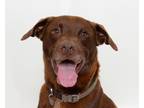 Adopt Jethro a Labrador Retriever / Mixed dog in San Luis Obispo, CA (39054341)