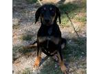 Adopt Funshine a Black Catahoula Leopard Dog / Mixed dog in Denison
