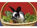 Adopt Sasquatch a Dwarf / Mixed rabbit in Vancouver, WA (38960448)