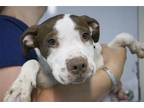 Adopt Ava a Pit Bull Terrier / Labrador Retriever / Mixed dog in Mountain Home