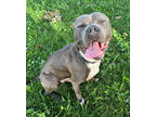 Adopt Denali a Gray/Blue/Silver/Salt & Pepper American Pit Bull Terrier / Mixed