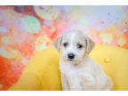 Adopt Zada a Tan/Yellow/Fawn Terrier (Unknown Type, Small) / Mixed dog in