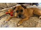 Adopt Berry Frost a Tan/Yellow/Fawn Mixed Breed (Large) / Mixed dog in West