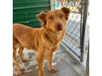 Adopt Vixen a Brown/Chocolate Border Terrier / Mixed dog in El Paso