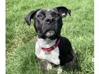 Adopt Kassi a Pit Bull Terrier / Rottweiler dog in Milton, DE (36873450)