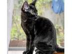 Adopt Kavinski a All Black Domestic Shorthair / Mixed (short coat) cat in